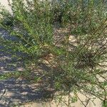 Artemisia campestris Habit