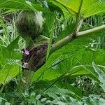 Heracleum mantegazzianum বাকল