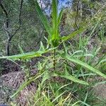 Rumex abyssinicus Natur