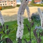 Actaea racemosa Floro