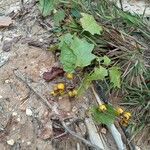 Solanum carolinense Plante entière