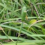 Dietes grandiflora Агульны выгляд