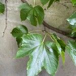 Parthenocissus tricuspidata Folla