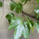 Parthenocissus tricuspidata Blad