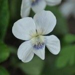 Viola striata Kukka