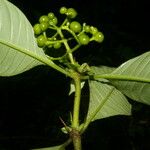 Psychotria racemosa Blad