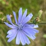 Cichorium endivia花