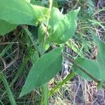 Hieracium prenanthoides Blatt