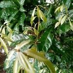 Coffea arabica برگ