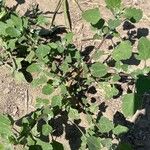 Chenopodium berlandieri Leaf