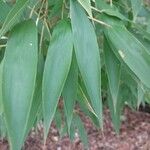 Phyllostachys sulphurea Leaf