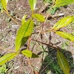 Coptosperma borbonicum Leaf