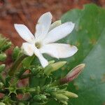 Jasminum dichotomum Flower