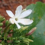 Jasminum dichotomum Квітка