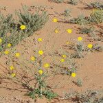 Launaea mucronata Habit