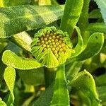 Dimorphotheca sinuata 葉