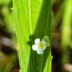 Caperonia castaneifolia Flors