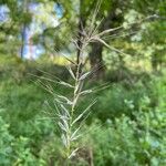 Elymus hystrix Folio