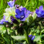 Anchusa procera Blomst