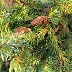 Picea mariana Blatt