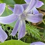 Vinca difformis Flor