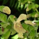 Salvia glutinosa Fleur