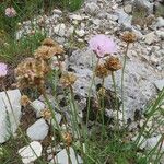 Armeria alpina Frunză