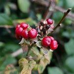 Rubus elegantispinosus Hedelmä