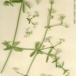 Galium elongatum Інше