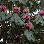 Rhododendron hodgsonii Blodyn
