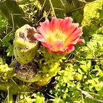 Opuntia tomentosa Flower