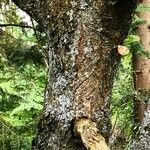 Quercus aliena Bark