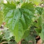 Mikania cordifolia Leaf