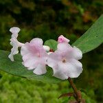 Rhododendron mogeanum Květ