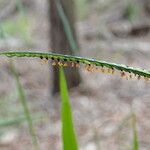 Urochloa eminii Bloem