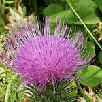 Carduus nigrescens Flower