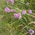 Betonica officinalis Habit