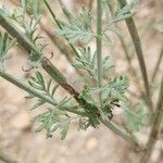 Lavandula coronopifolia Hoja