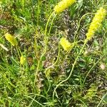Tofieldia calyculata Habit