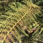 Dryopteris villarii Fulla