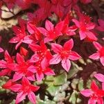 Graptopetalum bellumFloare