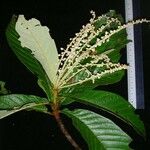 Clethra hondurensis Blomst