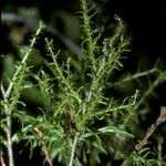Misodendrum linearifolium Bark