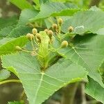 Tilia amurensis Fruit