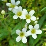 Saxifraga granulataപുഷ്പം