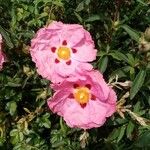 Cistus albidusBlüte