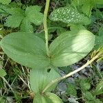 Neottia ovata Leaf