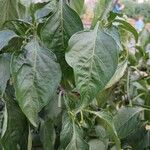 Capsicum annuum Foglia