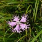 Dianthus hyssopifoliusFlor