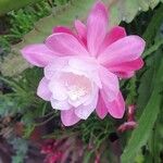 Disocactus phyllanthoides Flower